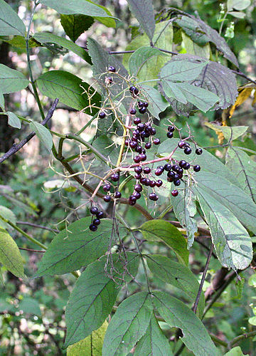 sambucus canadensis